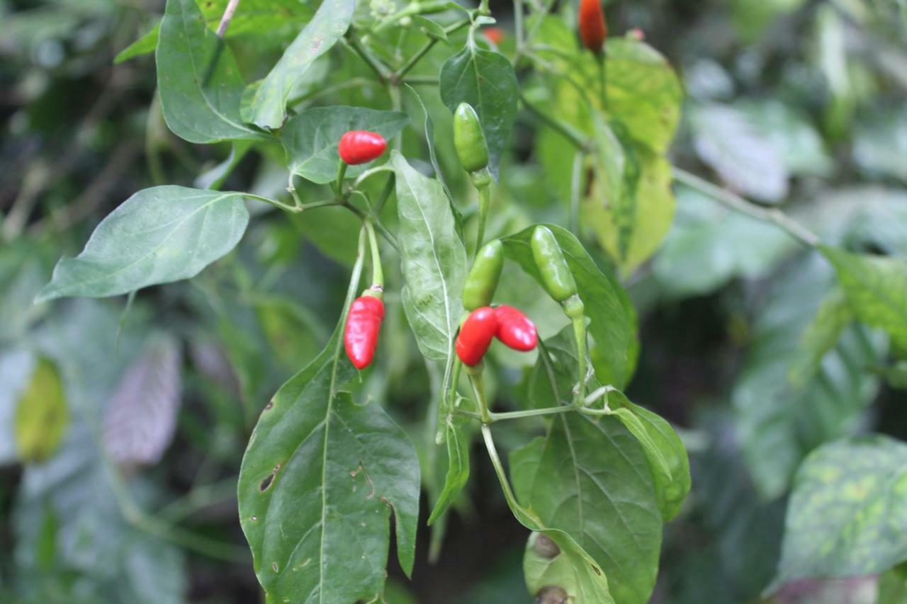 Whistling Woods Farm Stay Kushālnagar Exterior photo
