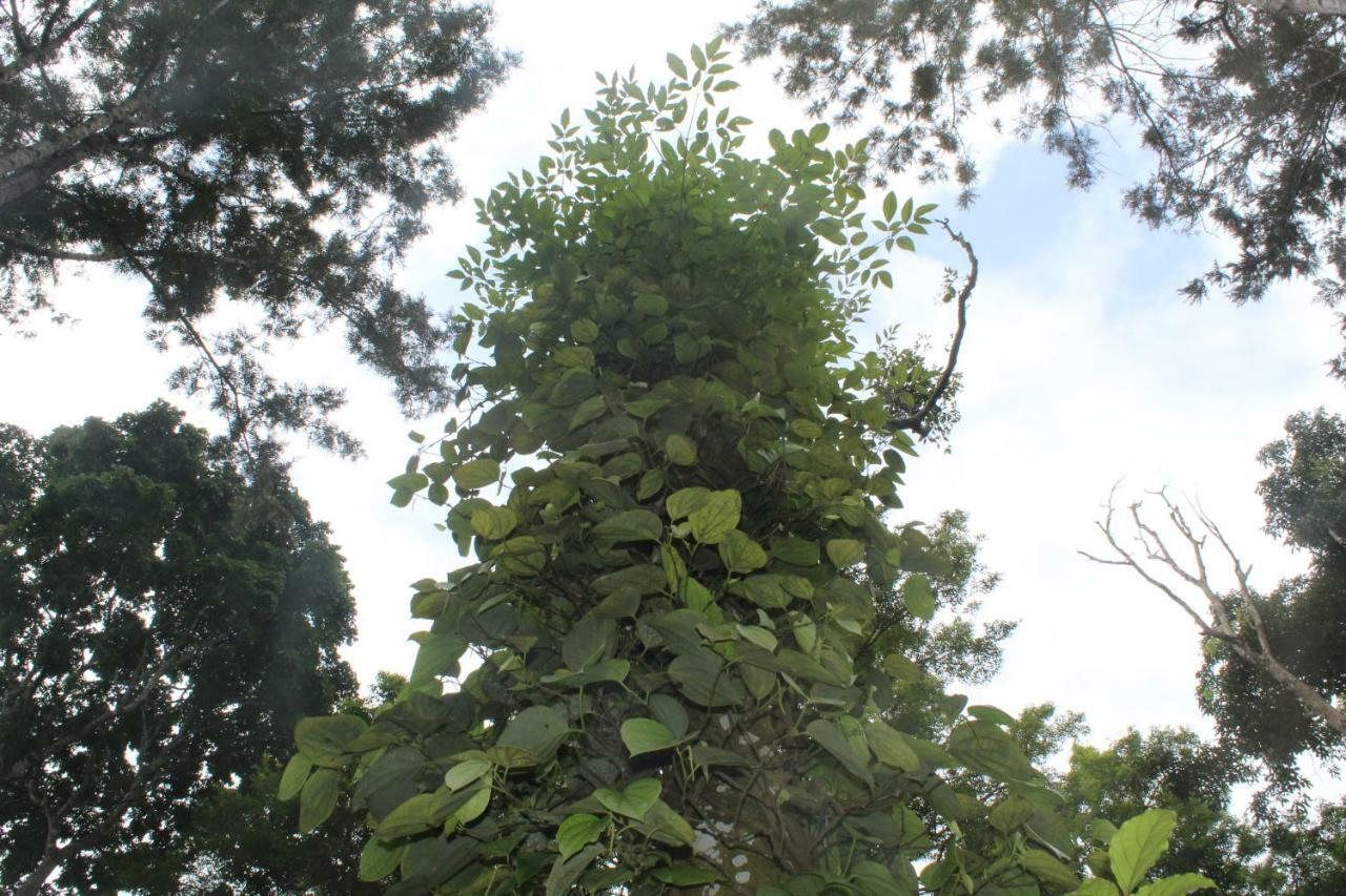 Whistling Woods Farm Stay Kushālnagar Exterior photo
